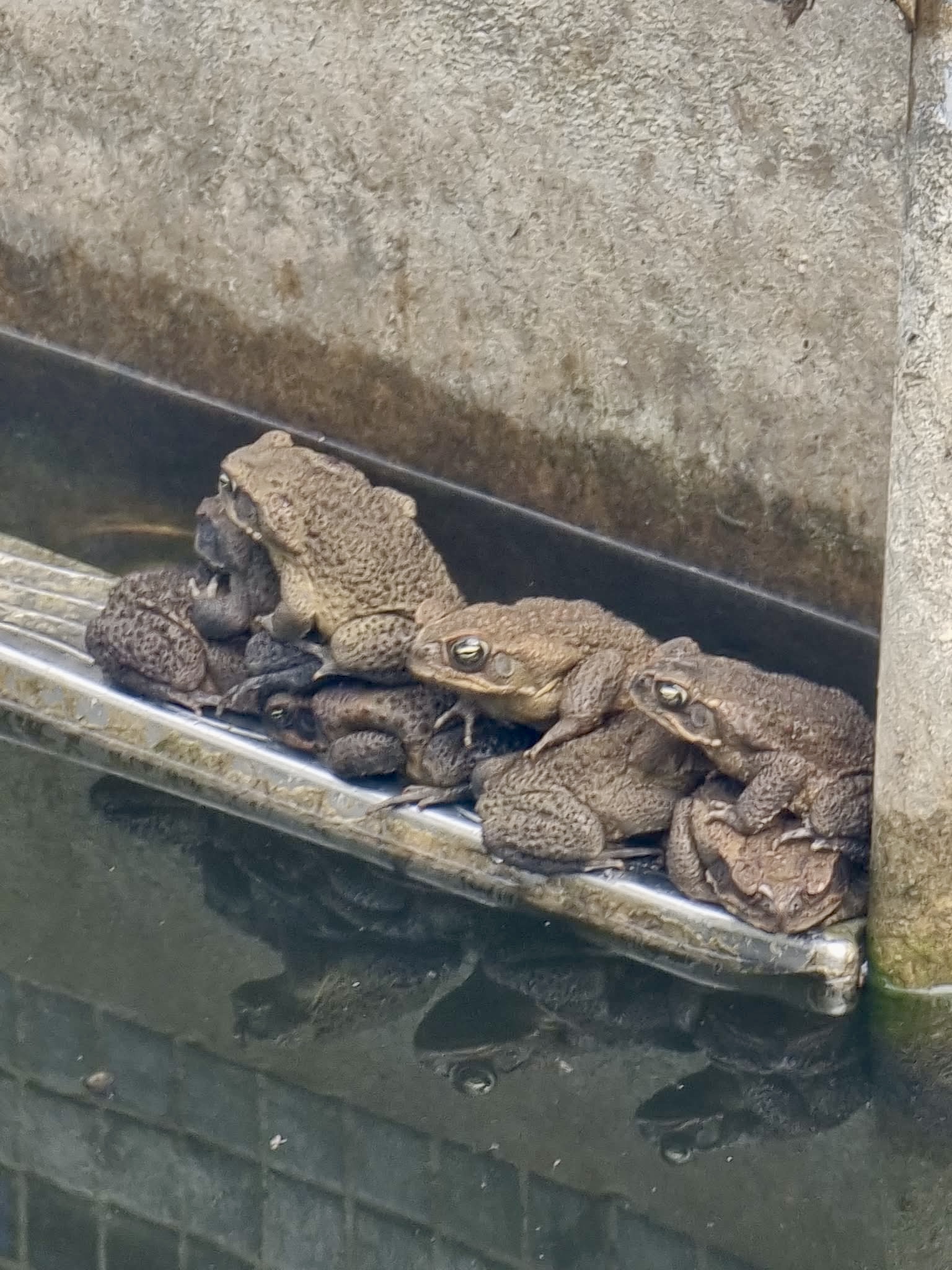 Cane toads piled along the edge of a neglected backyard pool — a real customer photo from Queensland